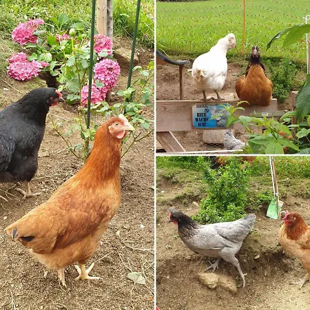 Hanslerfeld Apartment *