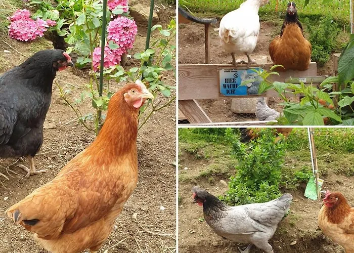 Hanslerfeld Apartment *