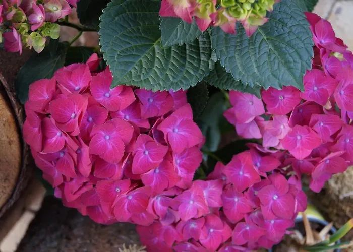 Apartament Hanslerfeld *